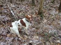 Étalon Epagneul Breton - Max de la Vallée de Senlis