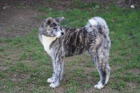 Étalon Akita - P'sayuri go tokimitsu