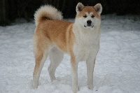 Étalon Akita - Noshikoh De La Vallée Fjord