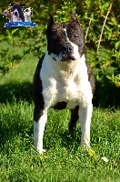 Étalon American Staffordshire Terrier - CH. Primrose Of nimiloxus