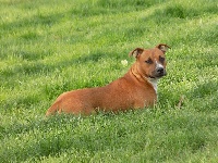 Étalon American Staffordshire Terrier - Mystik Du Lor'molosses