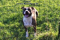 Étalon American Staffordshire Terrier - J'reine Madgix beautyful staff