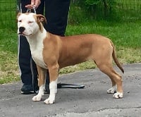 Étalon American Staffordshire Terrier - Las vegas Like Royal Pearl