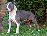 Étalon American Staffordshire Terrier - Haïka du Domaine Passionnel d'Enzo