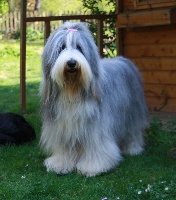 Étalon Bearded Collie - CH. Jalousie de Chester