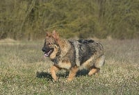 Étalon Berger Allemand Poil Long - Magie de la légende du loup noir