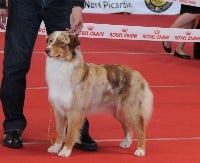 Étalon Berger Australien - Lou red lady arwen Des Bergers D'Hadisga