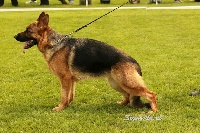 Étalon Berger Allemand - Naomi Vom djorhaus