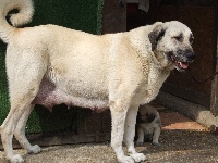 Étalon Berger Kangal - CH. Du Mesnil De Graal Hayka