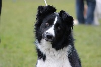 Étalon Border Collie - Lam (Sans Affixe)