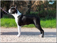 Étalon Boston Terrier - primo cavaliere Verena