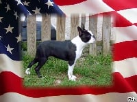 Étalon Boston Terrier - Luther king des Cavaliers De Saint Clou