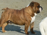 Étalon Bulldog Anglais - fat puppys Marshall
