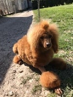 Étalon Caniche - Marlon brando du Moulin de la Terrasse