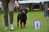 Étalon Chien courant slovaque - Lhazghard de la Vallee de la Bête Noire