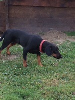 Étalon Chien courant slovaque - Jara De ladelazolle