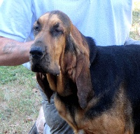 Étalon Chien de Saint-Hubert - Légende du chateau de Saint Louis