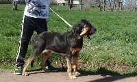 Étalon Chien de Saint-Hubert - Horka Du Sentier Des Iris