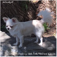 Étalon Chihuahua - Samia-pl delle perle mexicane