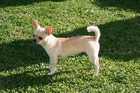 Étalon Chihuahua - Mina Des Barons De Maule