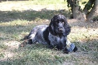 Étalon Cocker Spaniel Anglais - Firley du Temple de Boucoba