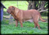 Étalon Dogue de Bordeaux - Litske red force