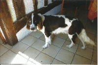 Étalon Epagneul Français - Iena Des Ruisseaux D'Acou