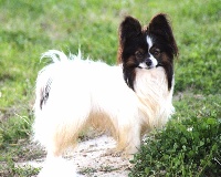 Étalon Epagneul nain Continental (Papillon) - Incredible black sun dit pixel du Palais des Calins