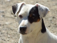 Étalon Jack Russell Terrier - Jacotte Du Moulin Sault