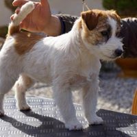 Étalon Jack Russell Terrier - All Jacks Enigma sara