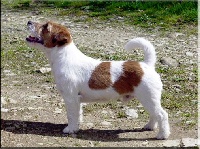 Étalon Jack Russell Terrier - CH. saltisgardens Sir toby