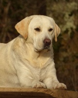 Étalon Labrador Retriever - Happy (Sans Affixe)