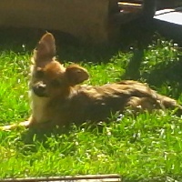 Étalon Russkiy Toy (Petit Chien Russe) - Meylia De la prunelliere