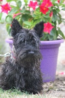 Étalon Scottish Terrier - Java Du Domaine Louchine