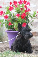 Étalon Scottish Terrier - Jelsy Du Domaine Louchine