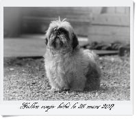 Étalon Shih Tzu - Gallen (Sans Affixe)