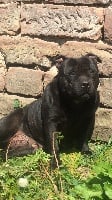Étalon Staffordshire Bull Terrier - I'm a lovely girl du grand Molosse