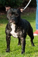 Étalon Staffordshire Bull Terrier - Leelou du Royaume de l'Espina