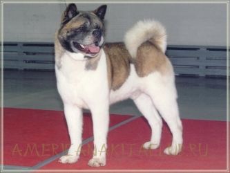 CH. hoka-hey's Eila's native american