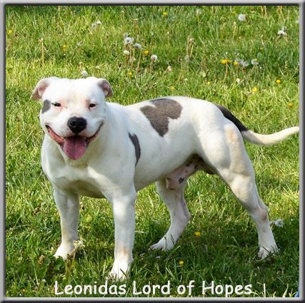 Leonidas lord of hopes