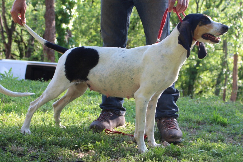  Auteur : Caillol Pierre