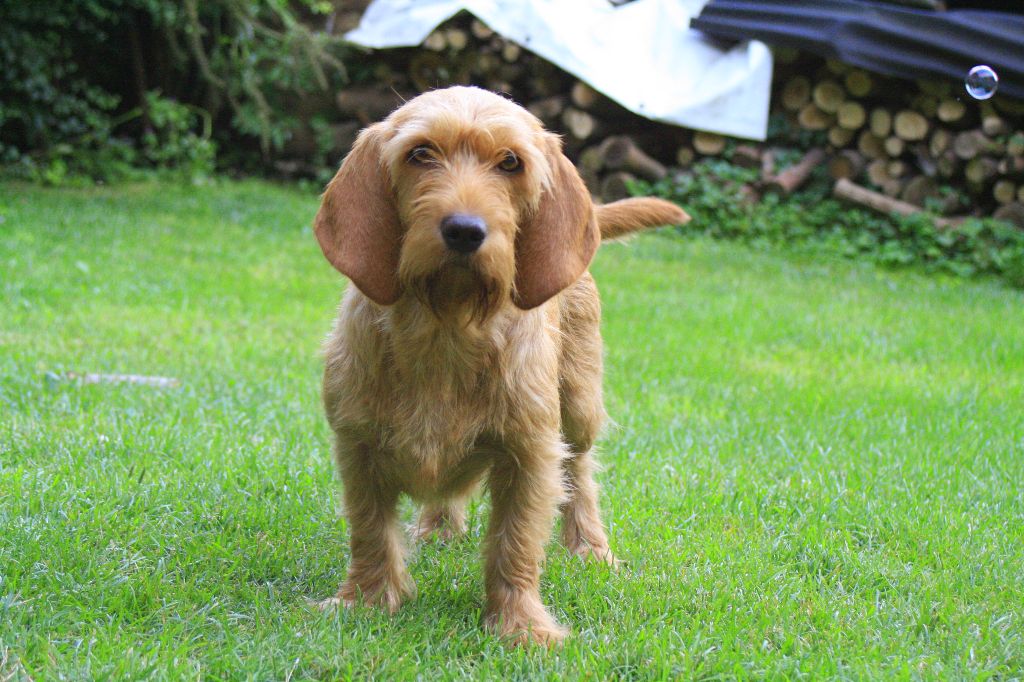 Jalinaar du Domaine D'Asgard