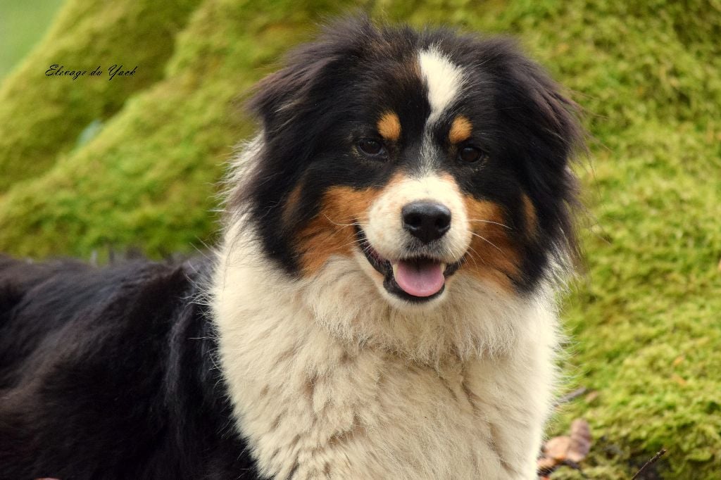 Ice be (Sans Affixe)