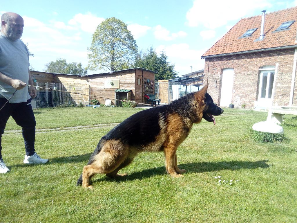 Publication : des trois fils Aymonds