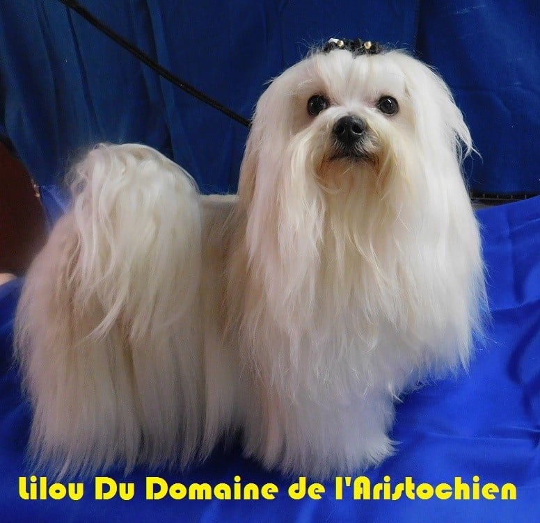 Lilou du domaine de l'Aristochien