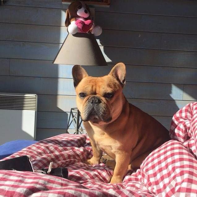 Junior Du Bois D'angely