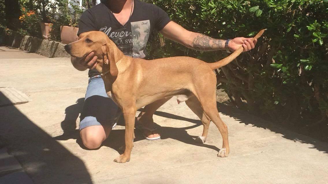 Lipton d'Issambre Sur Ombrine