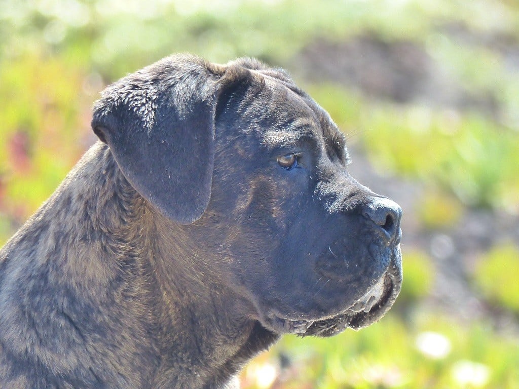 Publication : Inka Chaku