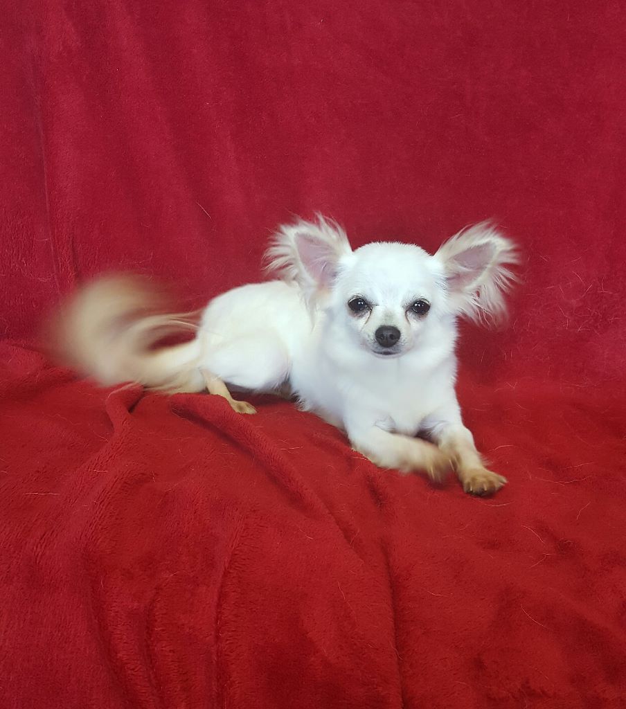 Publication : Des Chtichihuahuas 