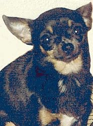 Loise du castel des liliputiens